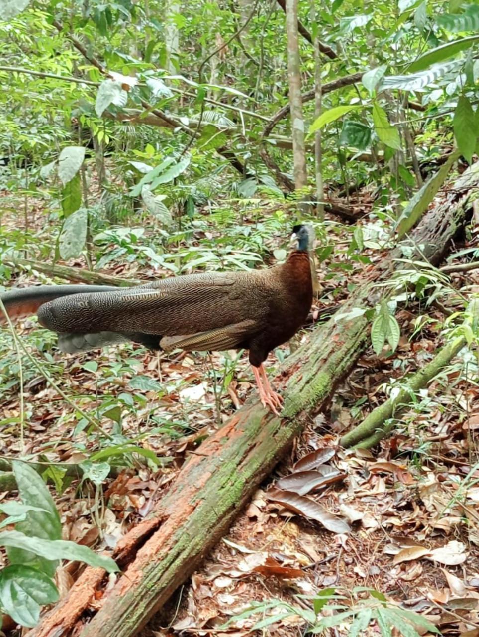 Landak River Guest House Only Trekking With Us Bukit Lawang Eksteriør bilde