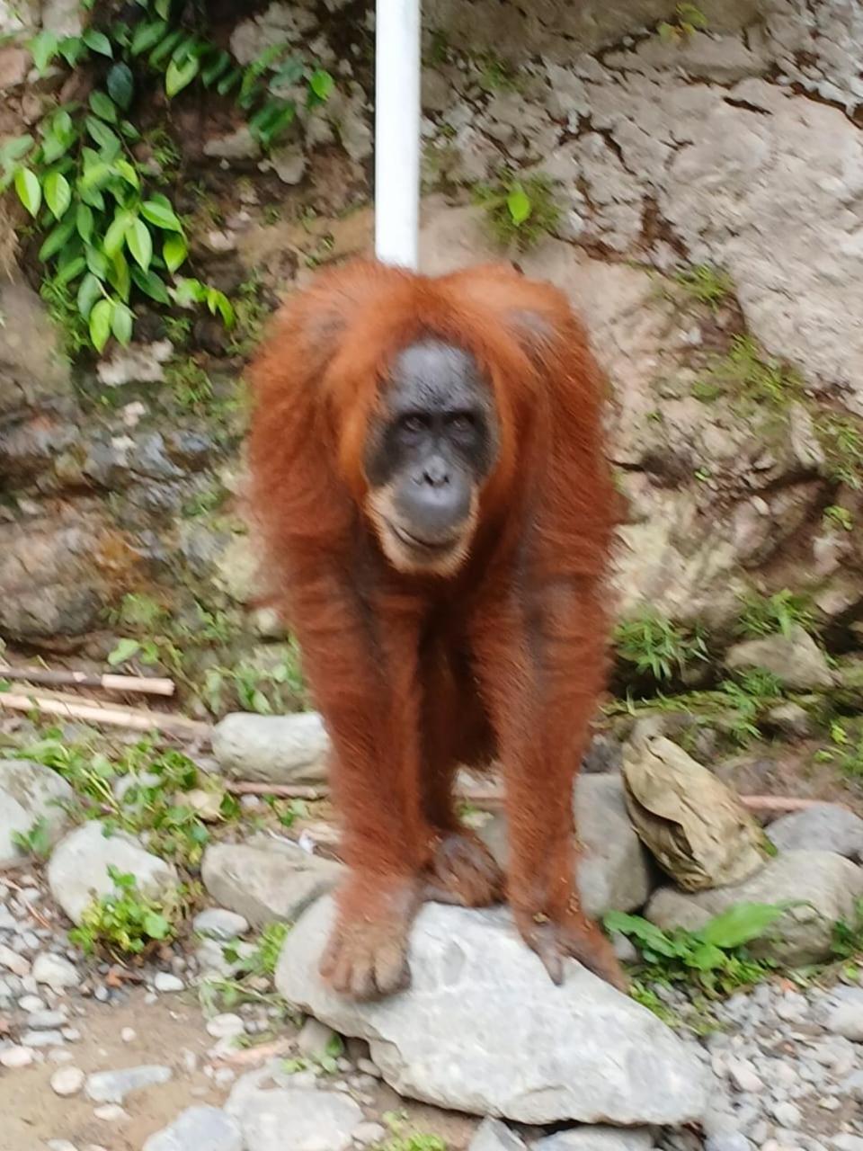 Landak River Guest House Only Trekking With Us Bukit Lawang Eksteriør bilde