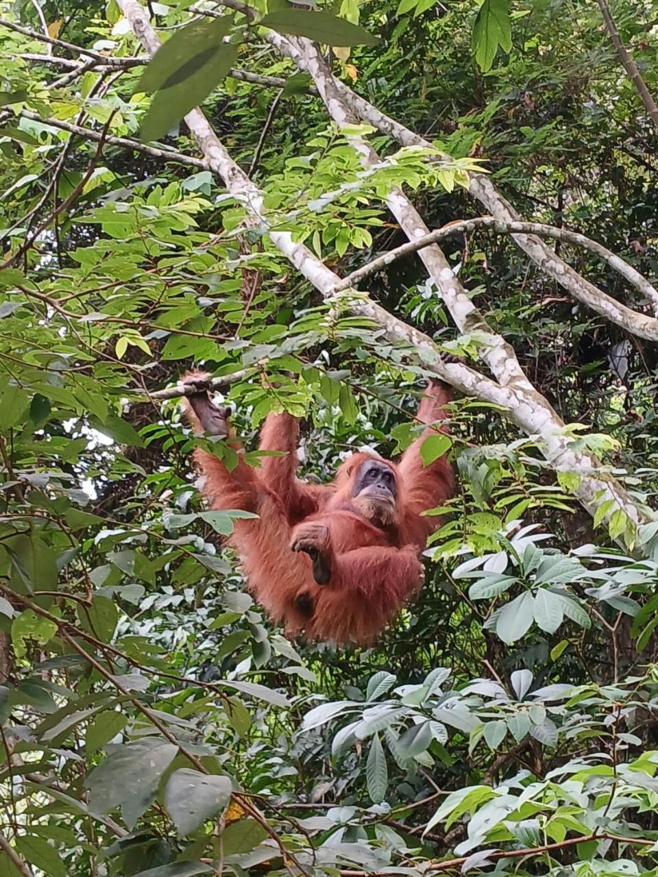 Landak River Guest House Only Trekking With Us Bukit Lawang Eksteriør bilde