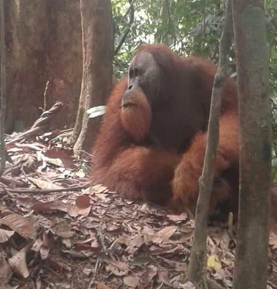 Landak River Guest House Only Trekking With Us Bukit Lawang Eksteriør bilde