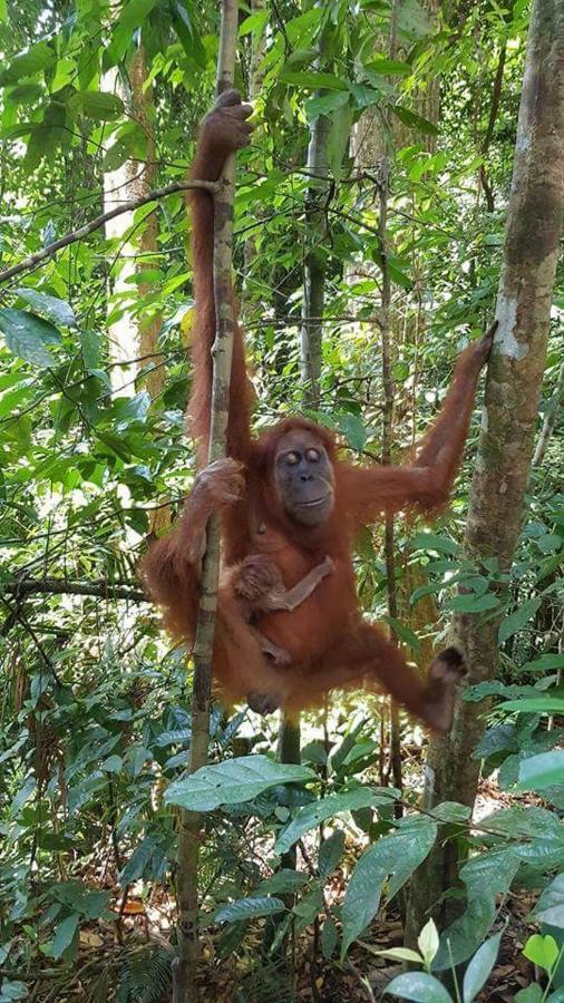 Landak River Guest House Only Trekking With Us Bukit Lawang Eksteriør bilde