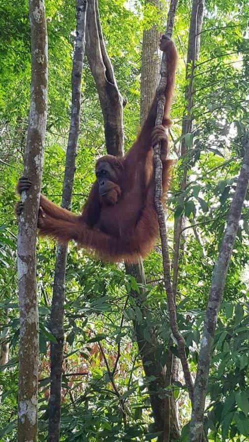 Landak River Guest House Only Trekking With Us Bukit Lawang Eksteriør bilde