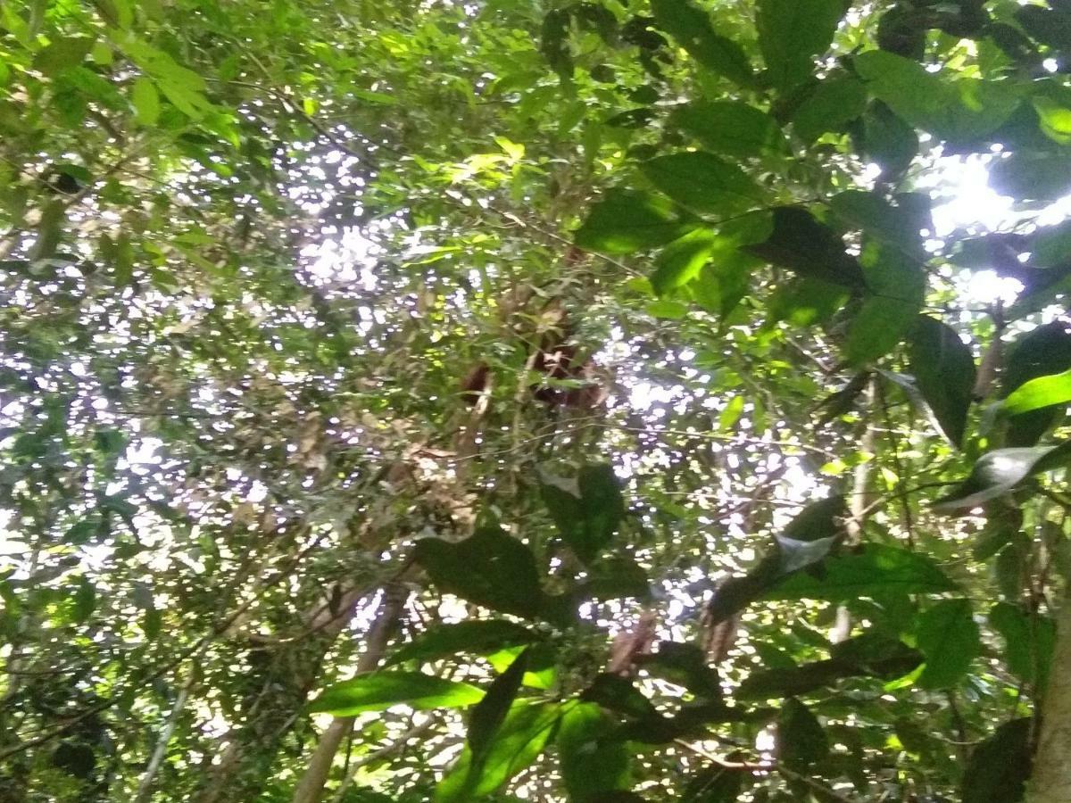 Landak River Guest House Only Trekking With Us Bukit Lawang Eksteriør bilde