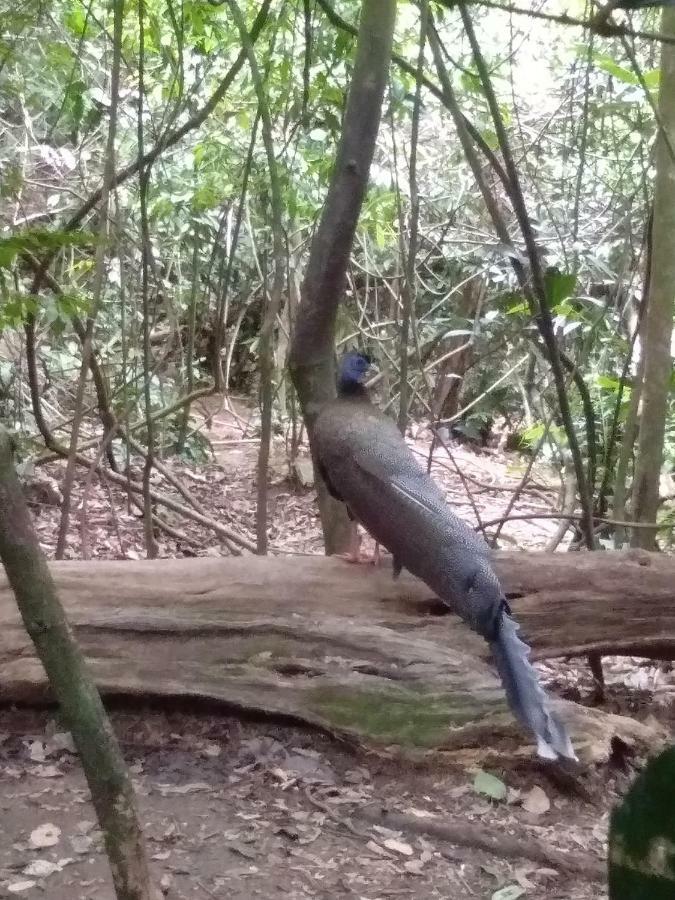 Landak River Guest House Only Trekking With Us Bukit Lawang Eksteriør bilde