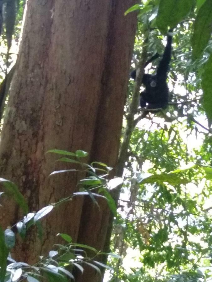 Landak River Guest House Only Trekking With Us Bukit Lawang Eksteriør bilde